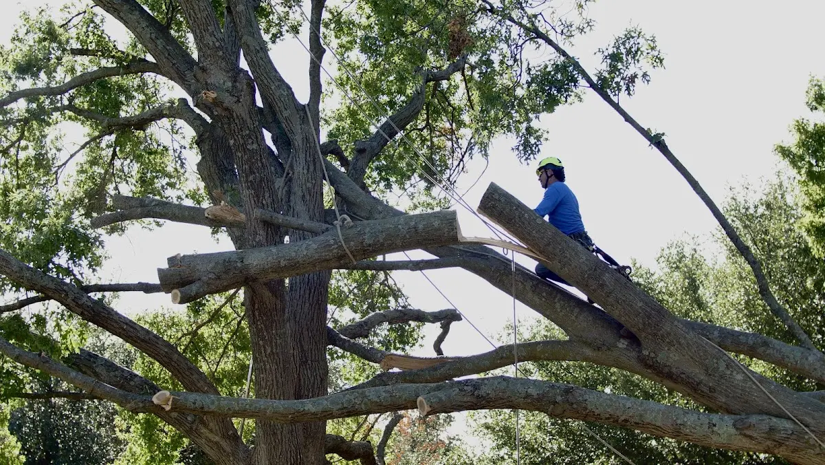 Professional Hazardous Tree Removal performed by certified arborists in Inwood