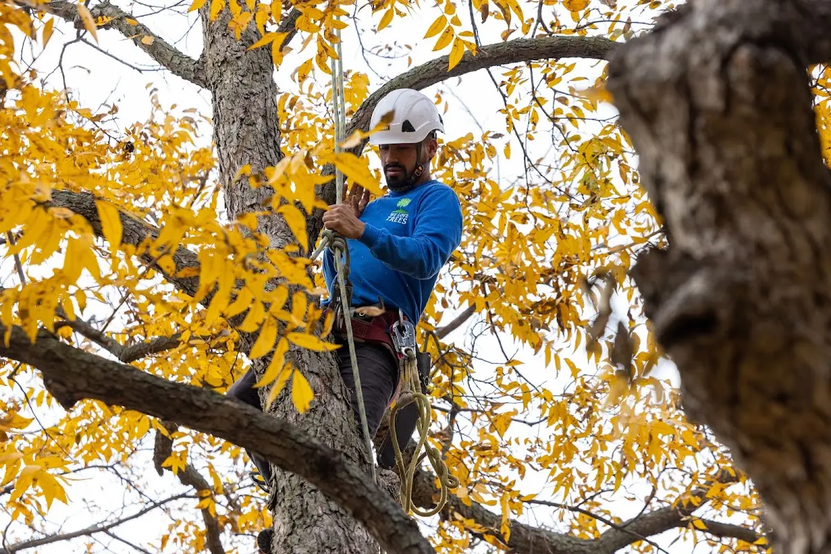 Skilled Storm Damage Cleanup crew working in Inwood